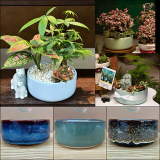 Chậu gốm bát tràng trồng cây cảnh , trồng hoa lan, mix sen đá. Mã Trụ Bẹt