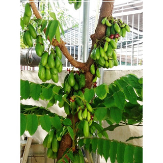 Hạt giống cây Khế tàu (Bilimbi) - (hay Khế Tây) - 5 hạt