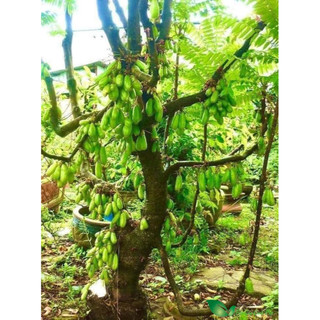 Hạt giống cây Khế tàu (Bilimbi) - (hay Khế Tây) - 5 hạt