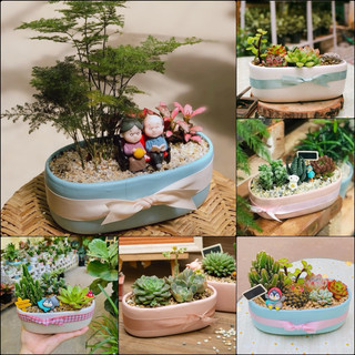 Chậu ovan trồng cây cảnh, sen đá, bonsai văn phòng