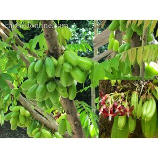 Hạt giống cây Khế tàu - (hay Khế Tây) - 5 hạt (TẶNG gói kích thích hạt nảy mầm)