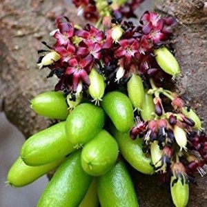 Hạt giống cây Khế tàu - (hay Khế Tây) - 5 hạt (TẶNG gói kích thích hạt nảy mầm)