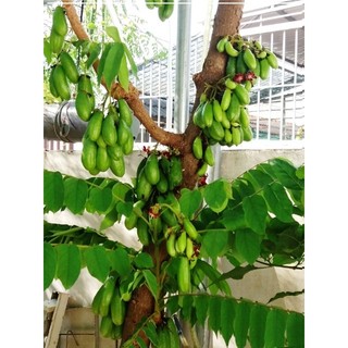 Hạt giống cây Khế tàu - (hay Khế Tây) - 5 hạt (TẶNG gói kích thích hạt nảy mầm)