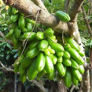Hạt giống cây Khế tàu (hay Khế Tây) - 5 hạt