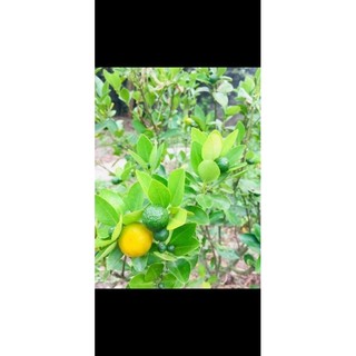 Siro húng chanh Mộc Ngân