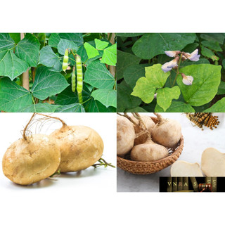 Hạt giống Củ Đậu (củ sắn)