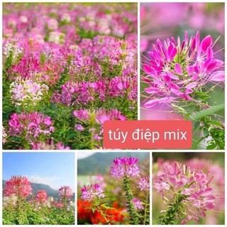 Hạt giống hoa Hồng Ri Túy Điệp Mix màu -gói 30 hạt