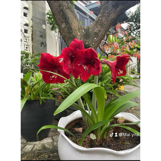 Củ Lan Huệ đỏ nhung đang nụ