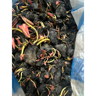 củ súng mini