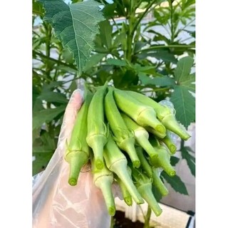 Hạt giống Đậu Bắp Đỏ và Xanh