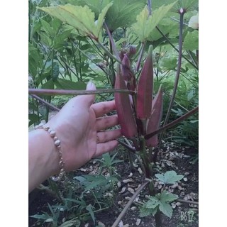 Hạt giống Đậu Bắp Đỏ và Xanh