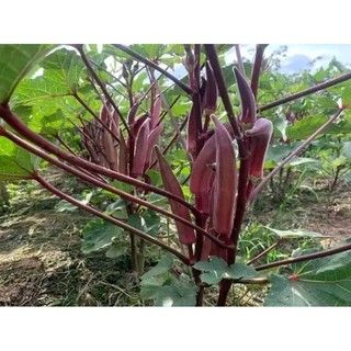Hạt giống Đậu Bắp Đỏ và Xanh
