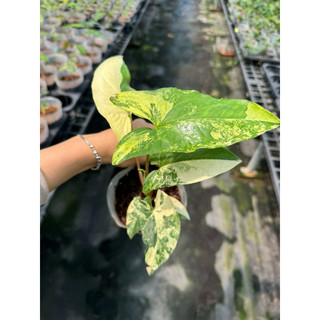 Chậu mềm Syngonium aurea var