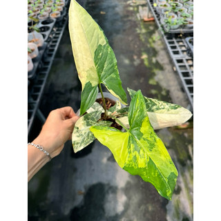 chậu mềm  Syngonium aurea var