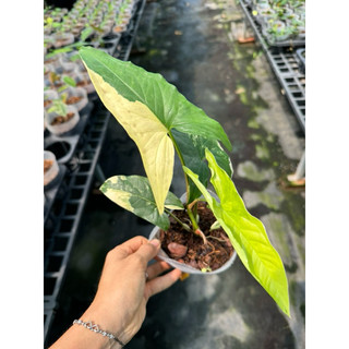 chậu mềm  Syngonium aurea var