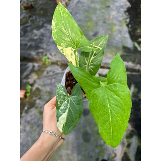 chậu mềm  Syngonium aurea var