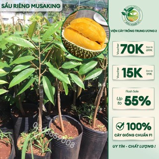 SẦU RIÊNG MUSAKING CÂY CAO 1M ,2 NĂM CÓ TRÁI