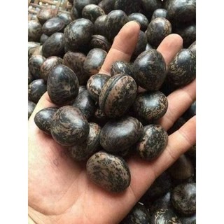 Hạt đậu lào : hút độc, hút mủ, mụn nhọt...