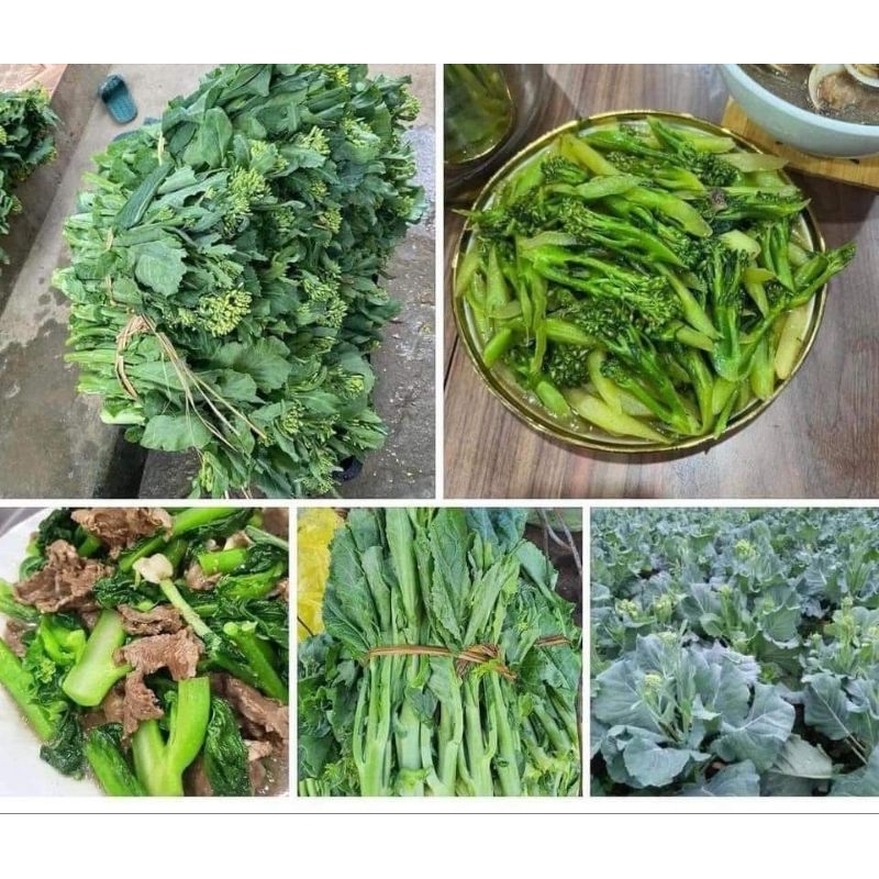 HẠT GIỐNG CẢI NGỒNG LẠNG SƠN