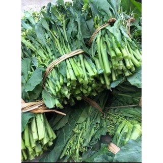 HẠT GIỐNG CẢI NGỒNG LẠNG SƠN