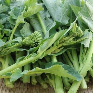 HẠT GIỐNG CẢI NGỒNG LẠNG SƠN