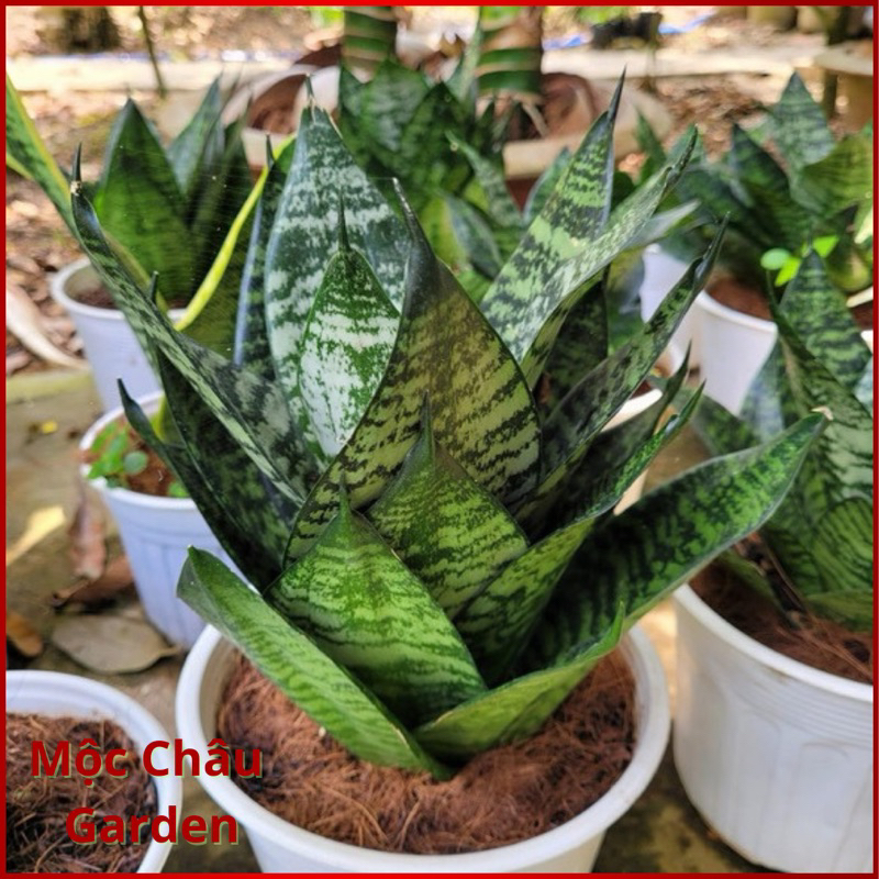 lưỡi hổ lùn
