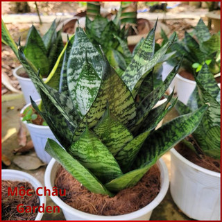 Lưỡi hổ lùn