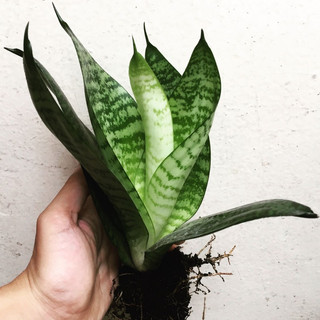 lưỡi hổ lùn