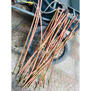 Cây doi mây dẻo dai, dài 80cm đường kính trên 7mm - dùng để trang trí