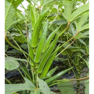 Hạt Giống Đậu Bắp Lùn Siêu Quả🌈 Nhập Khẩu Nguyên Gói Thái