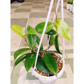 Cây lan cẩm cù nhiều màu hoa