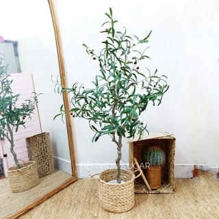 Cây oliu giả (cây olive, ô liu) cao cấp có quả
