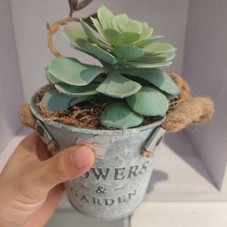 Chậu cây bon sai mini đặt bàn trang trí cute hạt me