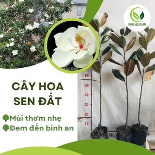Cây hoa sen đất/ Sen cạn/ Dễ trồng/ Làm cảnh quan sân vườn