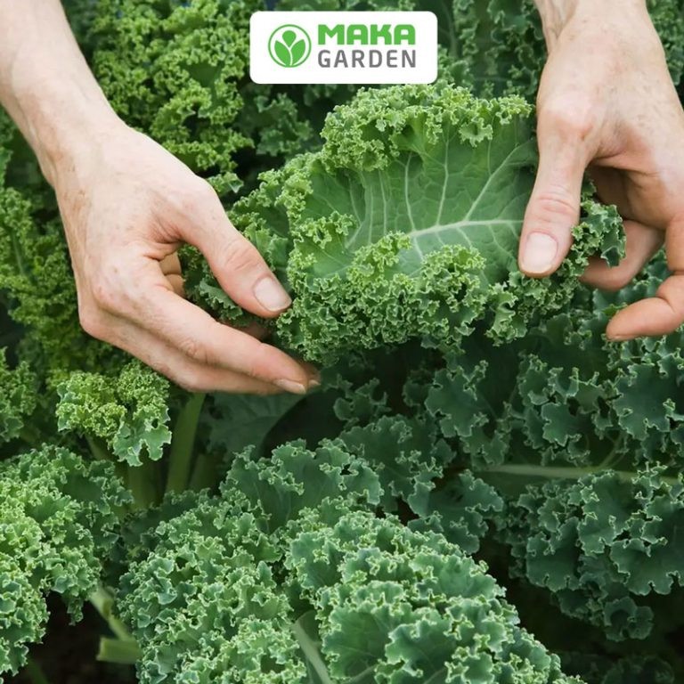 Hạt giống cải Kale (cải lá xoăn) Rado 686