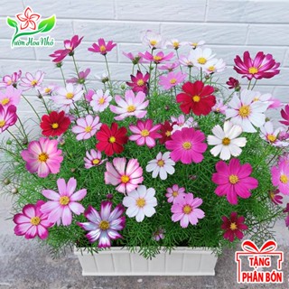 Hạt Giống Hoa Sao Nhái Lùn Mix Màu + Tặng Phân Bón