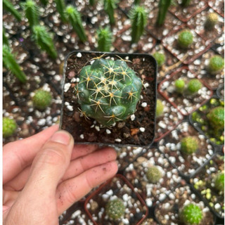 Xương rồng cory