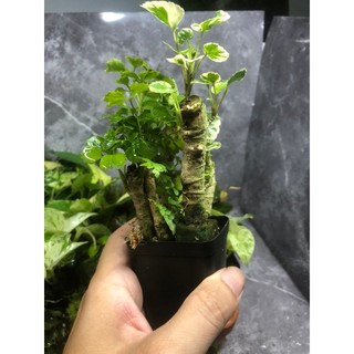 Cây đinh lăng var mini, trang trí bán cạn, terrarium.Cây cao 8-10cm ,chơi thủy canh