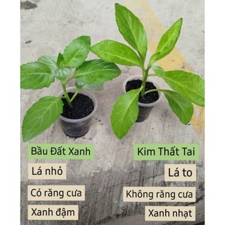 C.a.y giống Rau Bầu Đất Xanh ( Họ Lủi Rừng Dễ trồng Ăn Mát Thanh Nhiệt Cơ Thể)