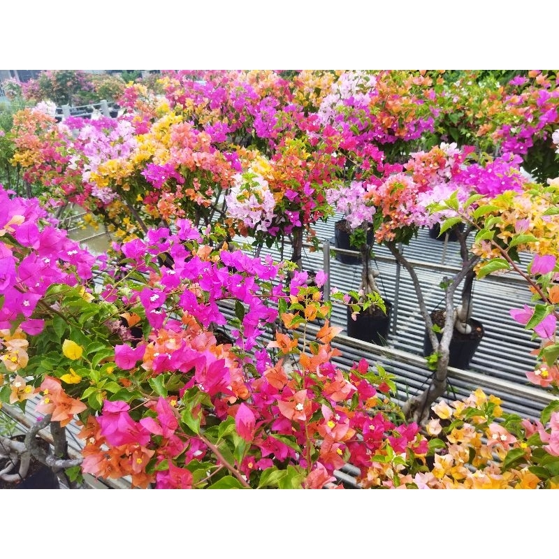 cây hoa giấy cẩm thạch