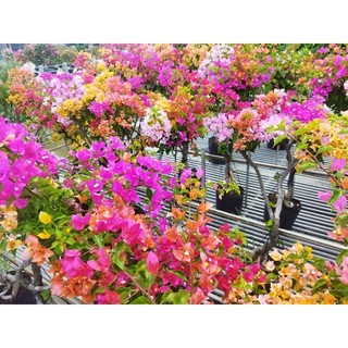 cây hoa giấy cẩm thạch