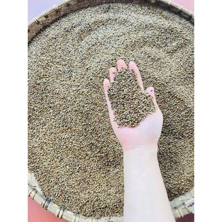 Hạt muồng ta(Thảo quyết minh)