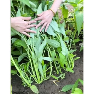 1kg hạt giống rau muống ba chạc siêu đẻ nhánh