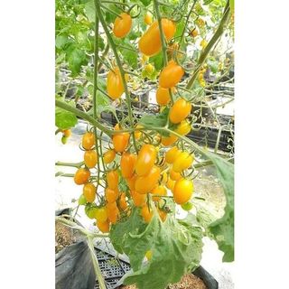 Hạt giống cà chua cherry vàng chùm f1 siêu trái 30 hạt