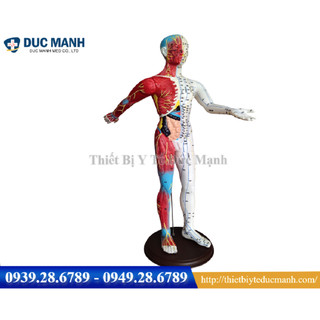 Mô hình huyệt vị 65cm - Mô hình đông y