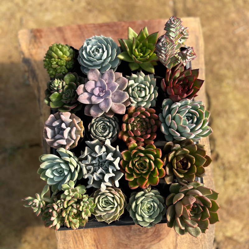 20 loại sen đá đồng giá 15k size bầu 4-4,5cm, sen đá giá rẻ SIRO GARDEN