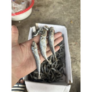 Khô cá nục hấp nhạt loại nguyên con size 1kg, cá hấp sấy khô nhà làm, cá nục gai, nục suôn ngon - cá Nghệ An