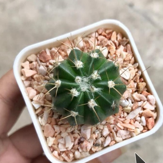 Xương rồng fero