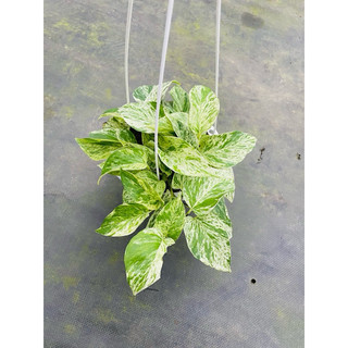 Chậu treo Trầu bà Marble Queen