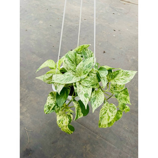 Chậu treo Trầu bà Marble Queen